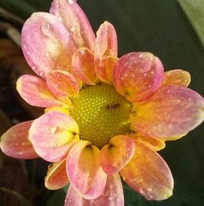 Meet your Posher, Frances